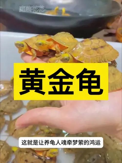 养黄金龟要注意什么?