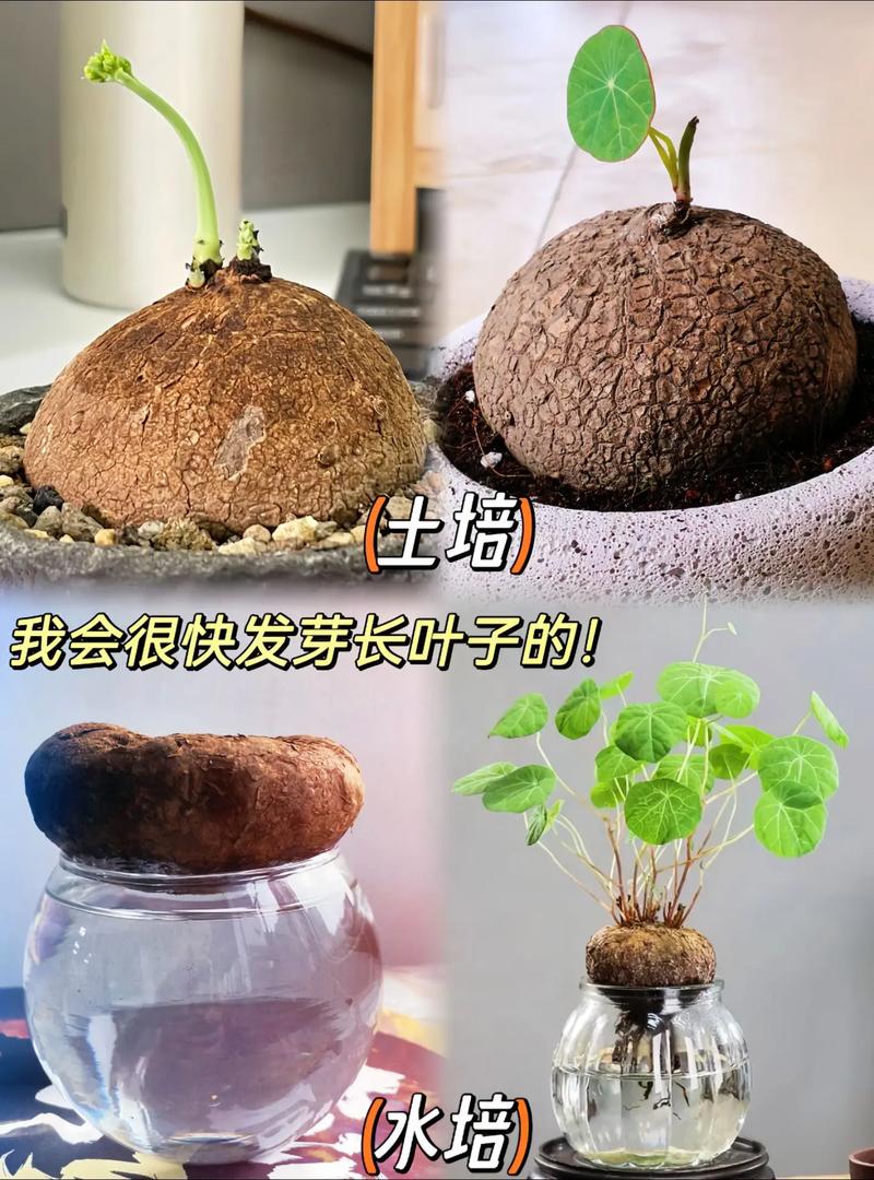黄金龟是什么品种
