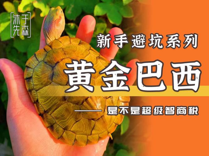 黄金龟怎么养