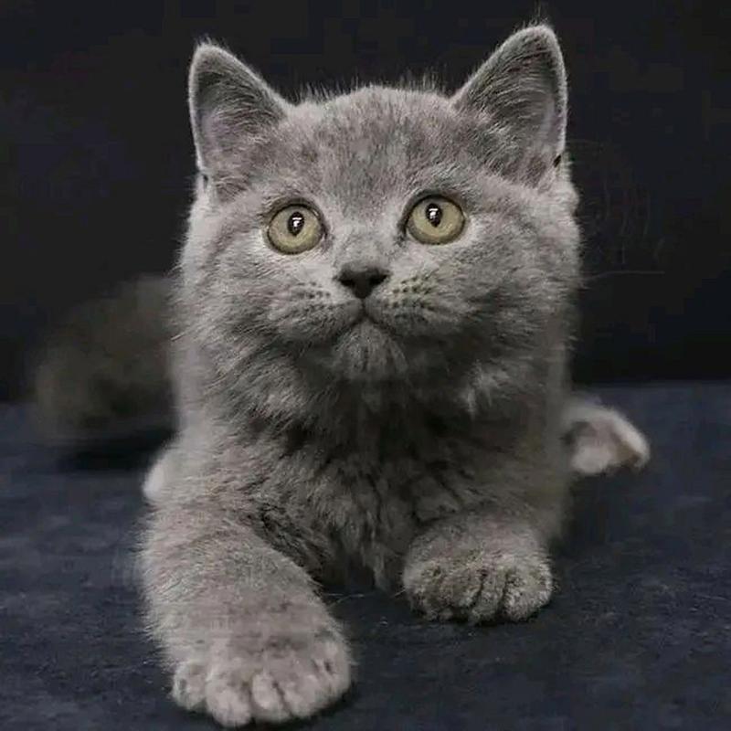 纯灰色的短毛猫有哪些品种,超级爱啊