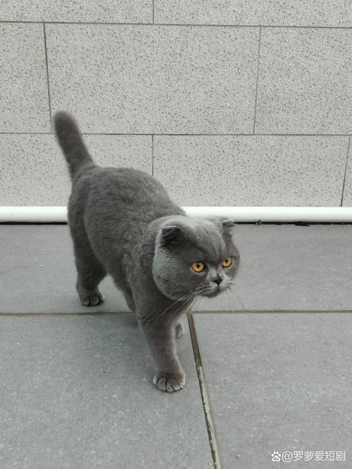 灰色的猫是什么品种