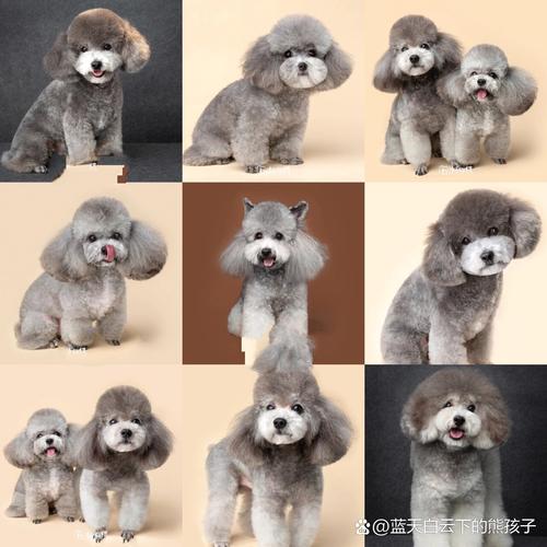 灰贵是什么狗