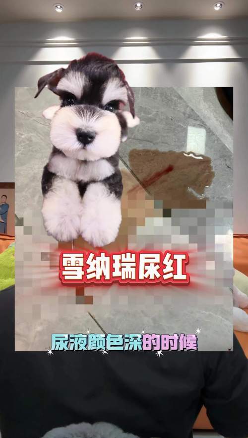请问雪纳瑞一直拉肚子是什么情况,雪纳瑞幼犬总爱拉肚子