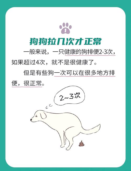 狗一天拉几次粑粑