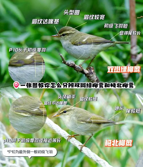 黄腰柳莺的饲养方法是什么