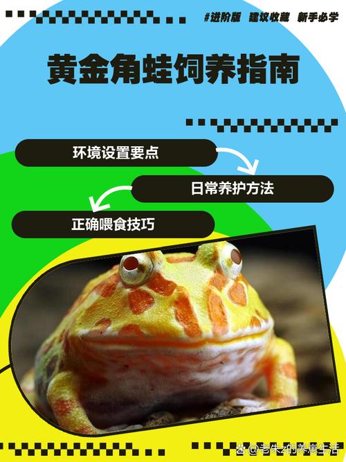(北京)求:角蛙的费用
及饲养方法