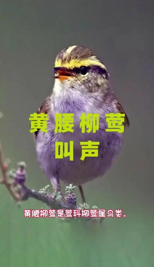 我养了3只黄腰柳莺都养了半年了,己经大叫了,料也是喂的好柳莺料,怎么又...
