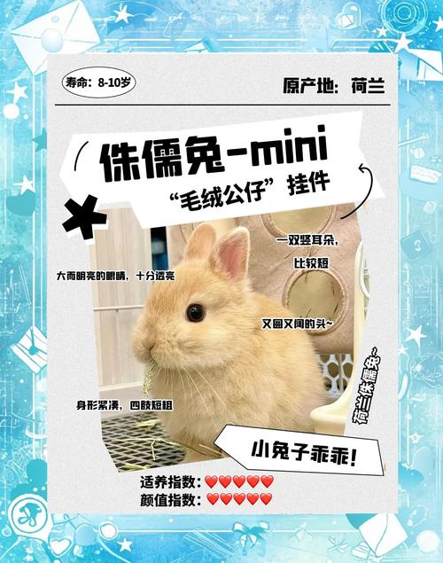 迷你兔多少钱一只