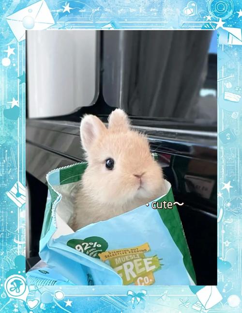 灰毛兔是什么品种
