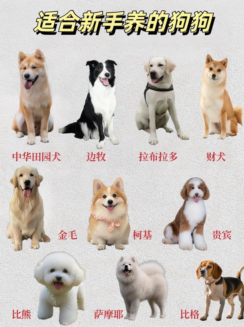 巴扎黑是什么生肖