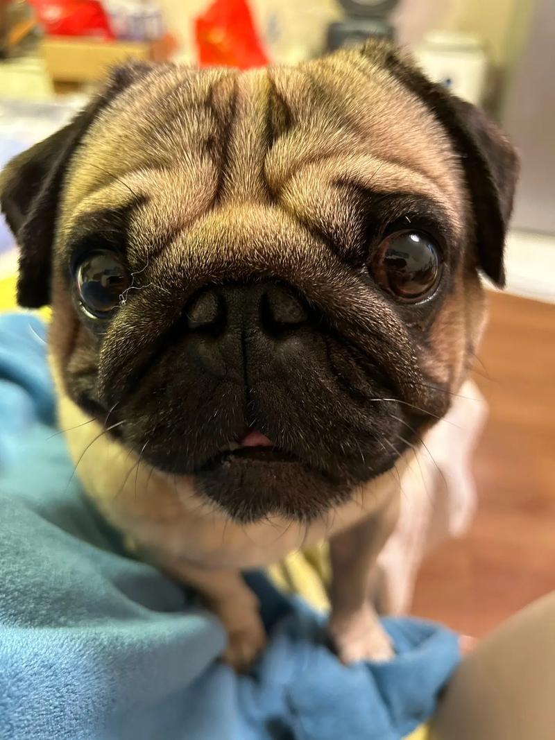 哪一种小型犬适合孩子养