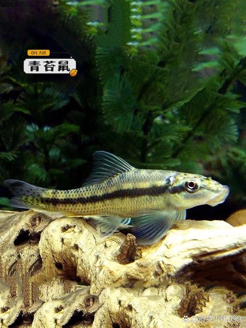青苔鼠用什么呼吸?