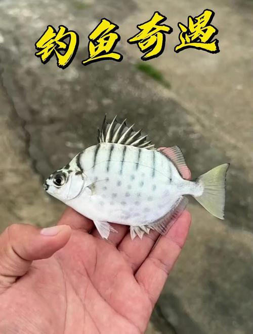 青苔鼠是什么鱼?