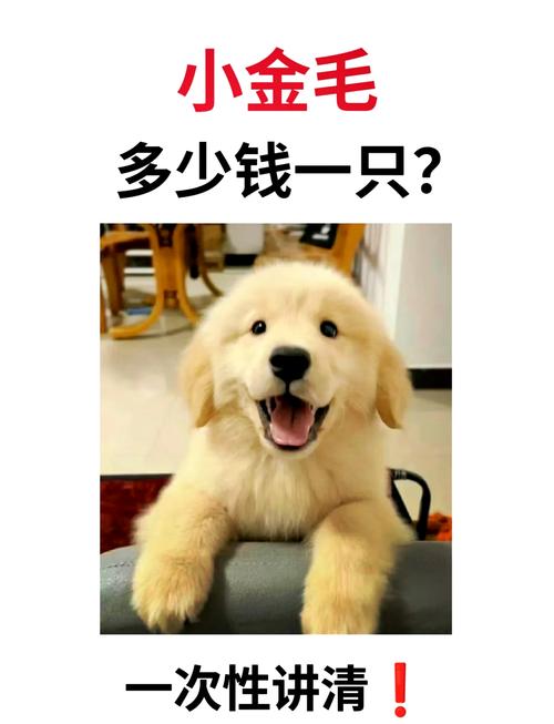 《米可go》里面的米可是什么品种的狗,市场大概多少钱
