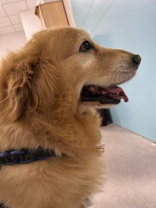 我有一只纯种金毛,7个月大,1200买的幼犬,现在能卖多少钱?