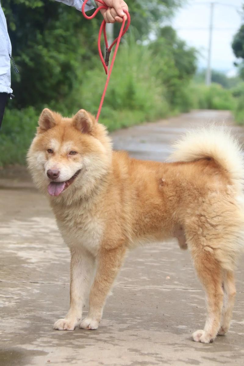 黄白相间的那种牧羊犬是苏格兰牧羊犬吗?