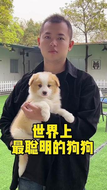 描写金毛犬的外貌