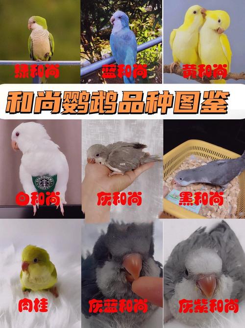 ...昨天看到两个翅膀根部的羽管是黑色的(食欲和便便正常),这是否
生...