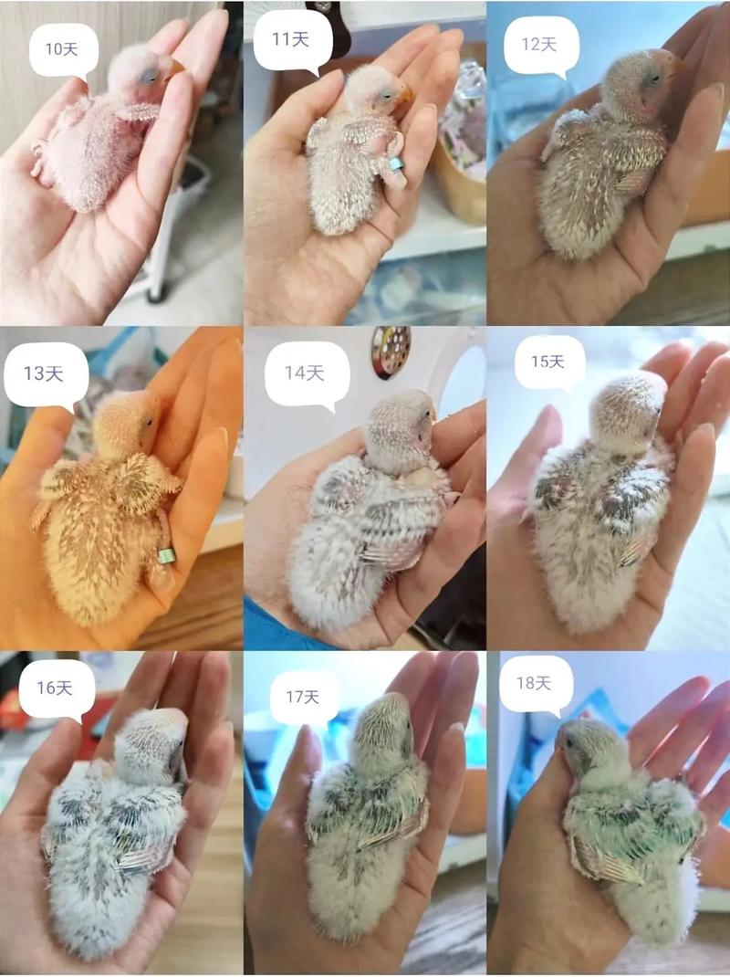 牡丹鹦鹉下蛋25天了差不多全黑了