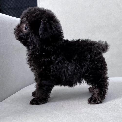 茶杯泰迪多少钱一只纯种泰迪犬多少钱一只,颜色与费用
?