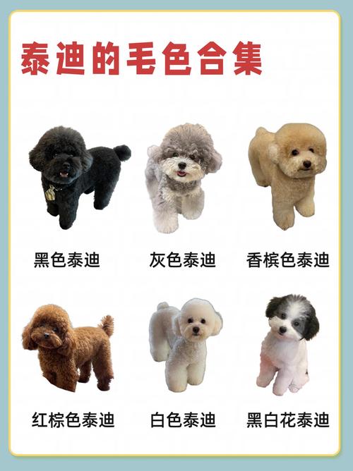 灰泰迪多少钱灰色泰迪胸前有白色毛多钱