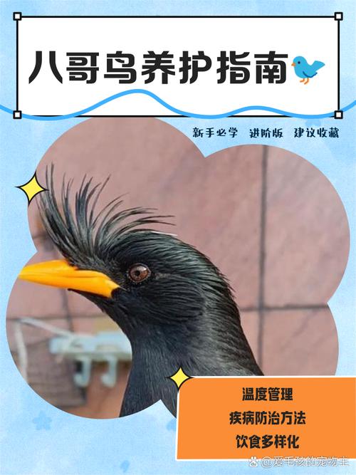 如何饲养八哥幼鸟?