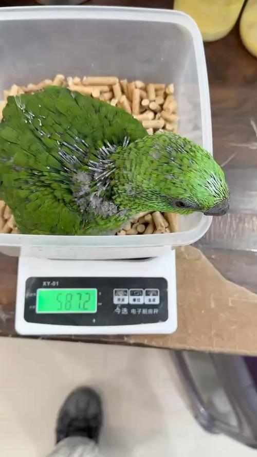 谁知道世界上最聪明的鹦鹉