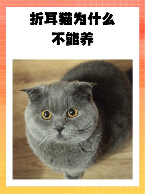 为什么我家的折耳猫从买来到现在都不喜欢跟人在一起,而且是非常的讨厌人...