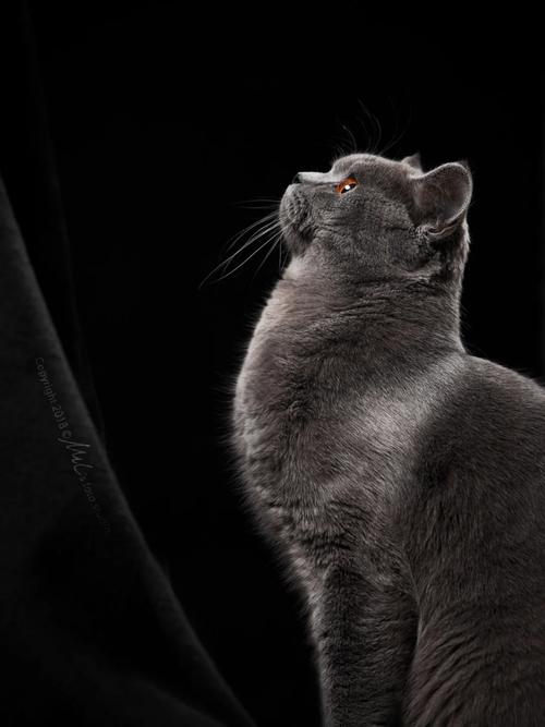 我想知道我家灰色的长毛猫是什么品种的?