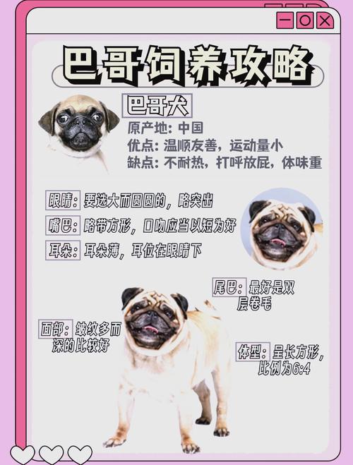 小巴哥犬怎么养