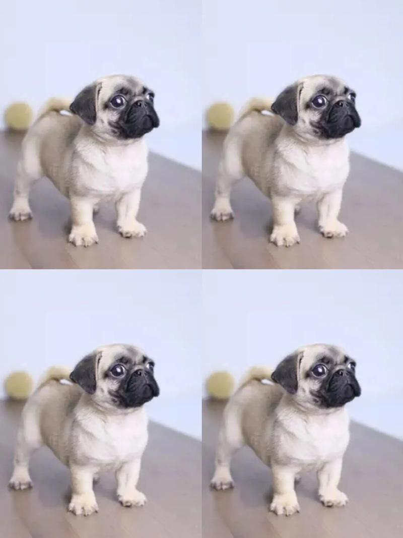 巴哥犬的喂养方法