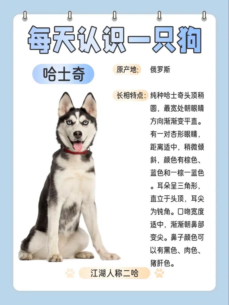 哈士奇什么颜色最贵