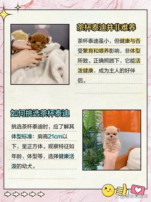 茶杯泰迪多少钱一只纯种泰迪犬多少钱一只,颜色与费用
?
