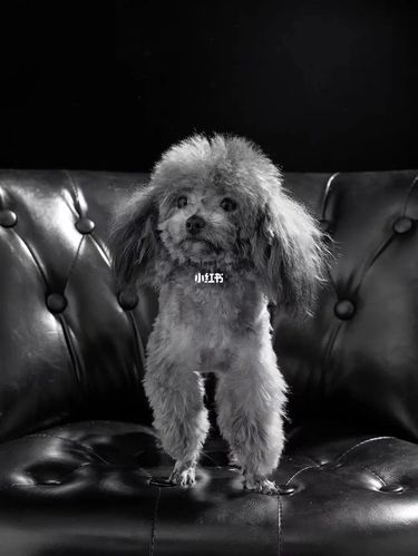 茶杯泰迪犬和玩具泰迪犬有什么区别