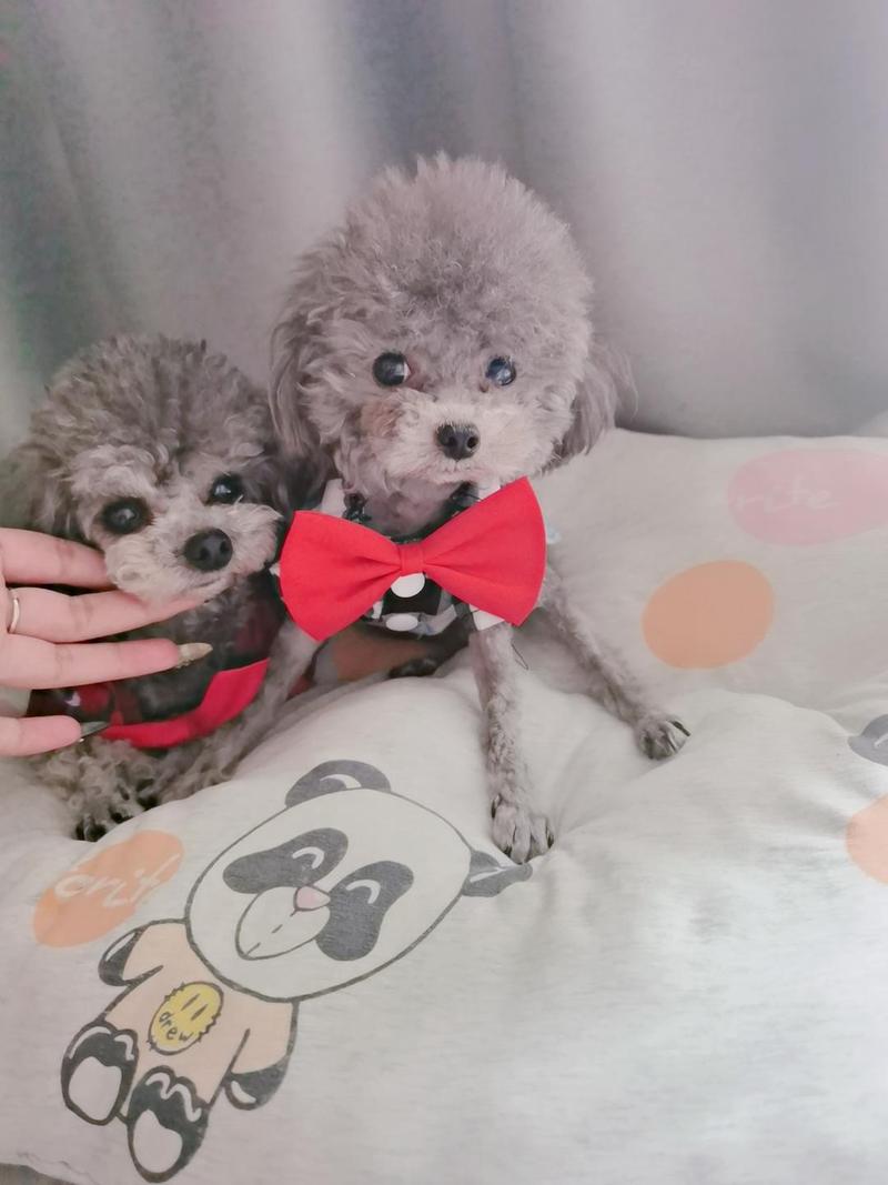 泰迪犬贵不贵?