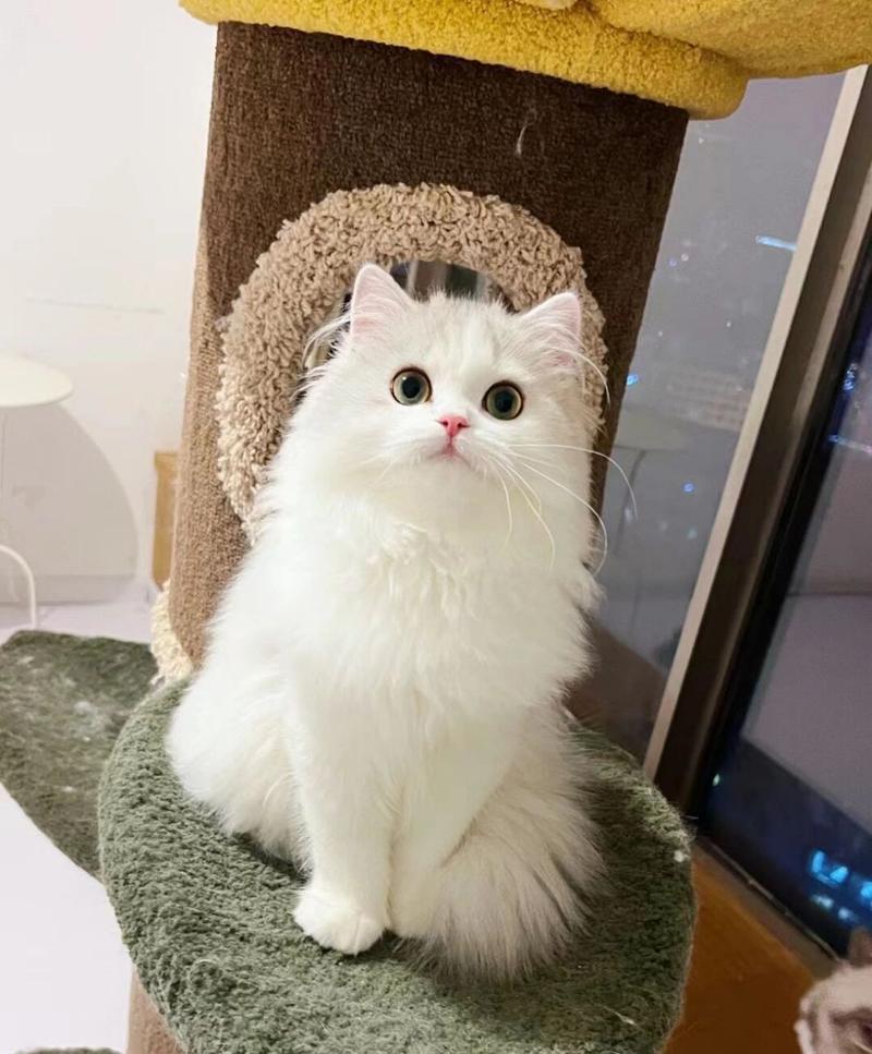 折耳猫多少钱折耳猫费用
多少钱一只