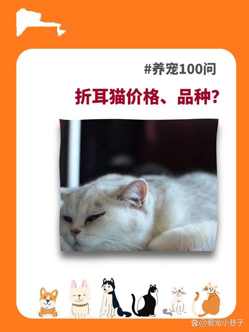 苏格兰折耳猫和高地折耳有什么不同?怎么衡量折耳猫.