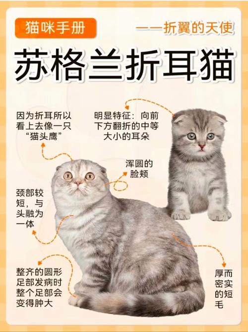 高地折耳猫多少钱一只