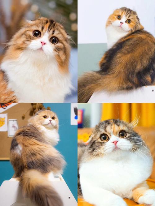 折耳猫有哪些品种?费用
又是多少呢?
