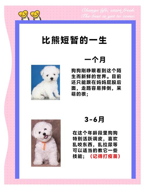 比熊有几种颜色