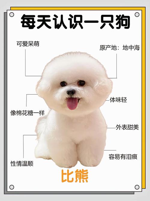 比熊犬的原产地在哪里