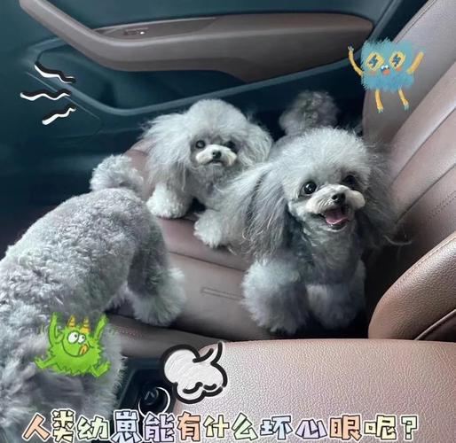 茶杯犬泰迪该怎么养?