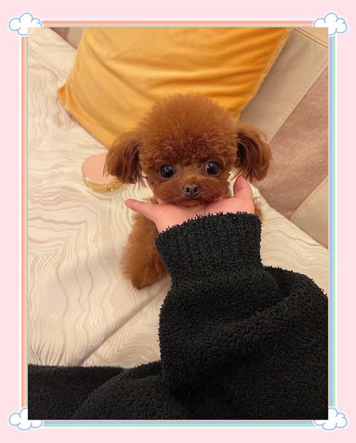 茶杯犬泰迪怎么养