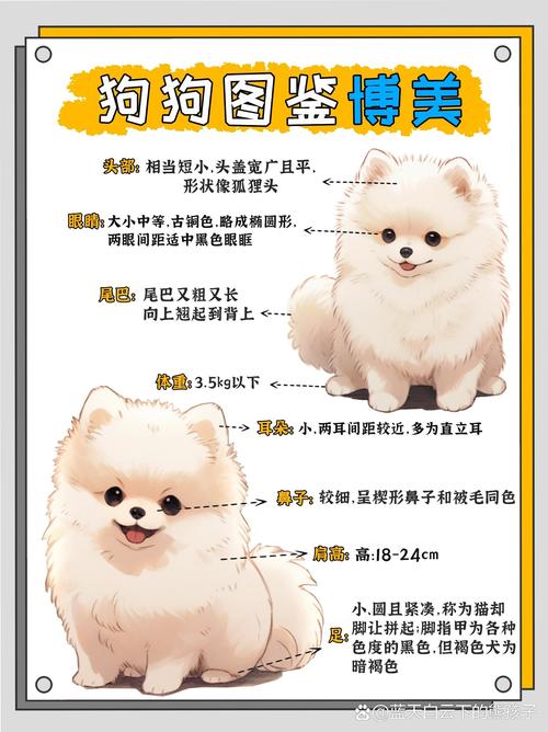 博美犬一般多少