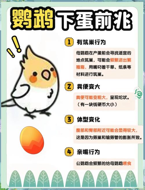 鹦鹉什么时候下蛋一年下几次?
