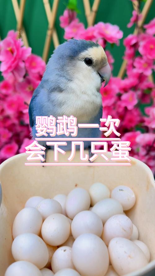 金刚鹦鹉一次下多少个蛋