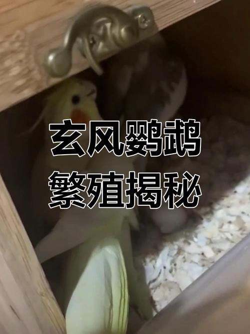 鹦鹉每一次下蛋的数量是几个