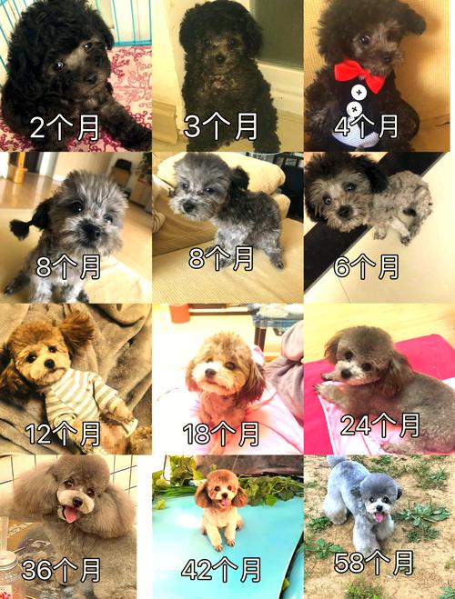 泰迪狗什么颜色最贵什么颜色最便宜