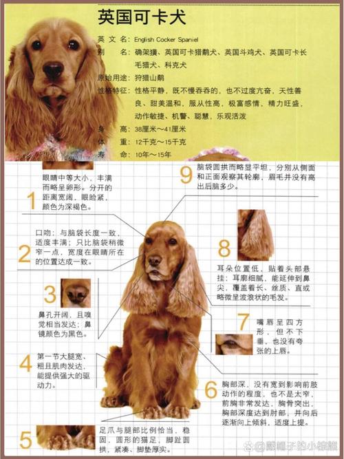 英国可卡犬腊肠犬八哥犬哪个比较好养