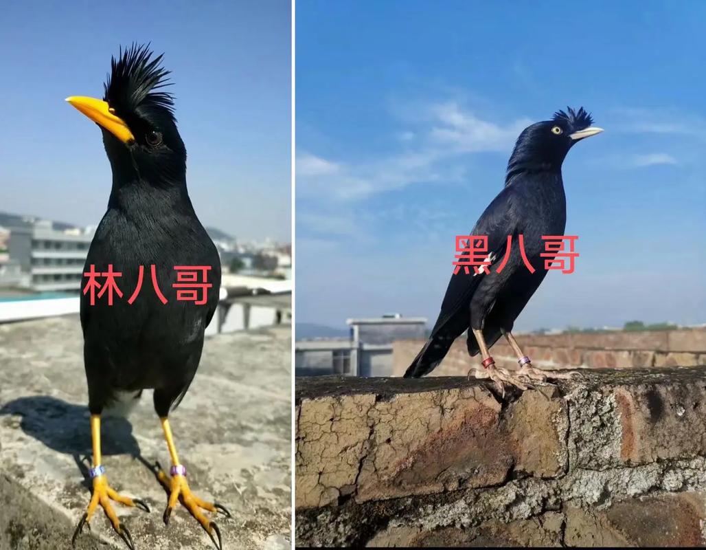 林八哥和黑八哥哪种好养活?